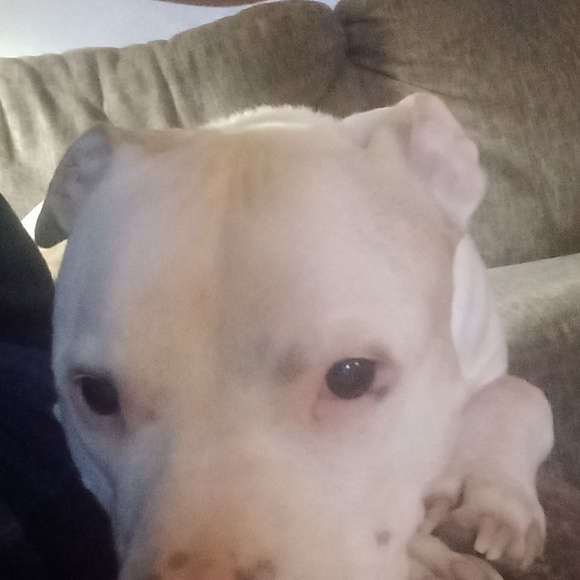 Meet your Posher, Annitta - Picture 1 of 1